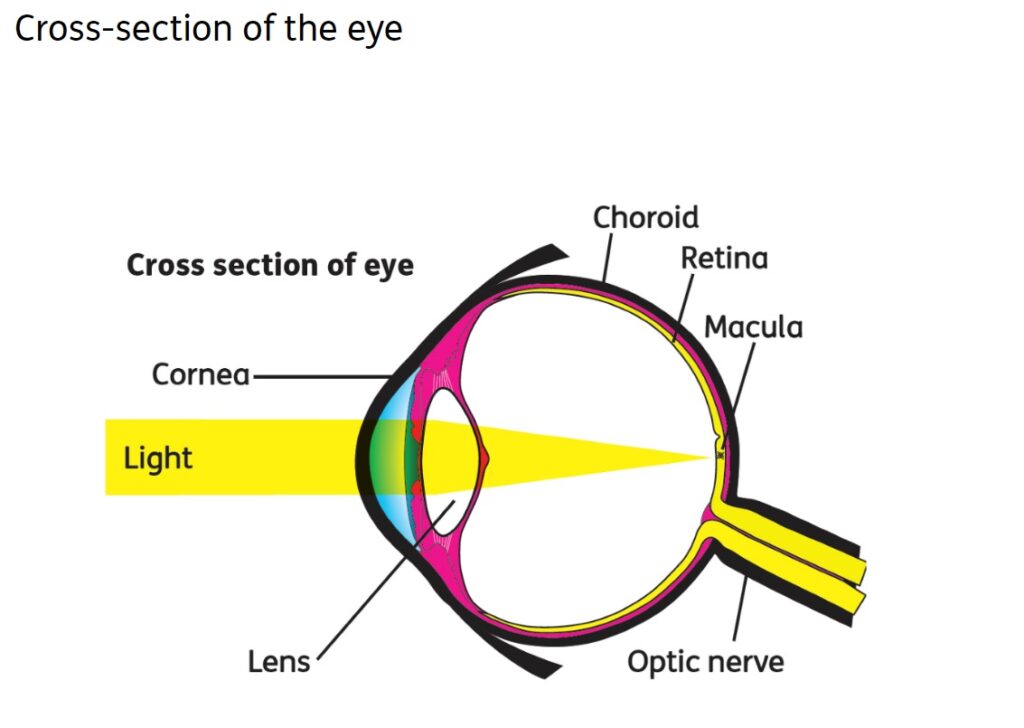 Holistic Vision Care - Contact US 1 cross section of the eye